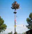 Maibaum 2026_15