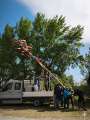 Maibaum 2026_3
